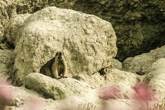 Image of Himalayan Marmot