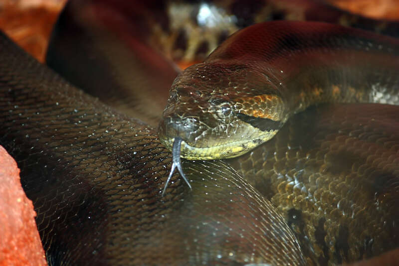 Image of Green anaconda