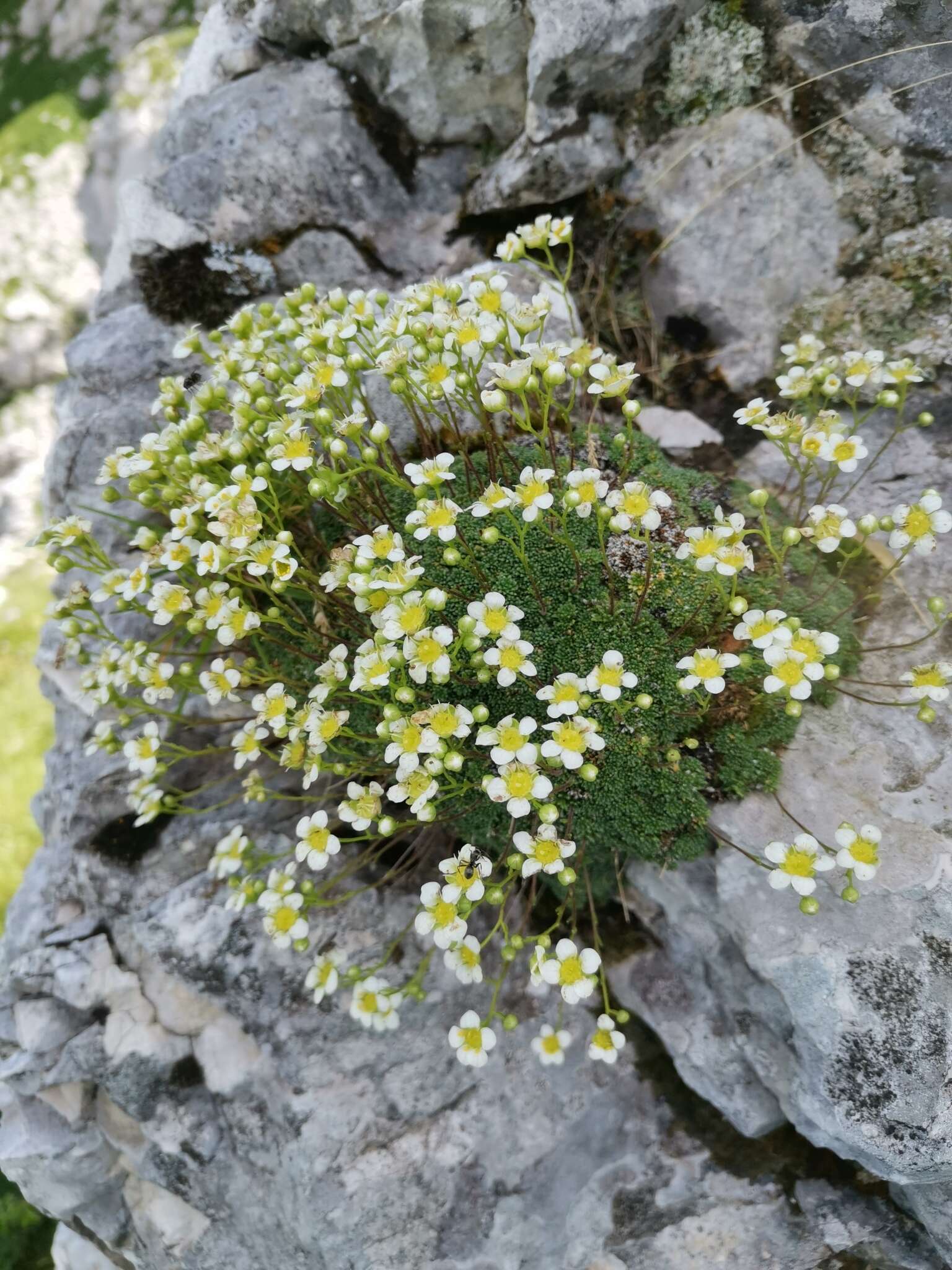 Sivun Saxifraga squarrosa Sieber kuva