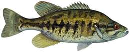 Image of Suwannee Bass