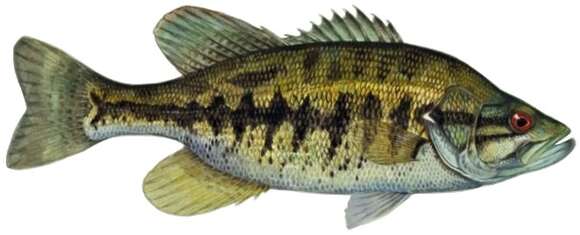 Image of Suwannee Bass