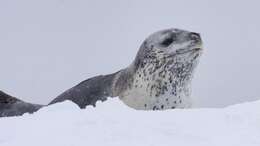 Image of leopard seal