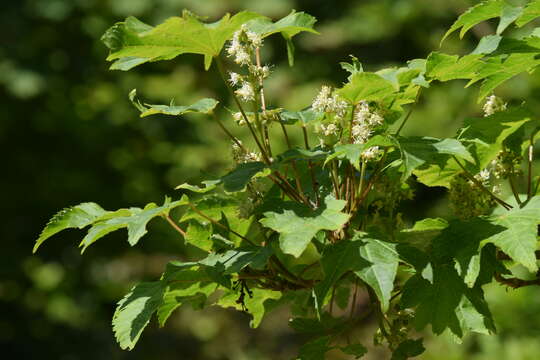 Plancia ëd Acer erianthum Schwerin