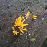 Image of Calocera cornea (Batsch) Fr. 1827