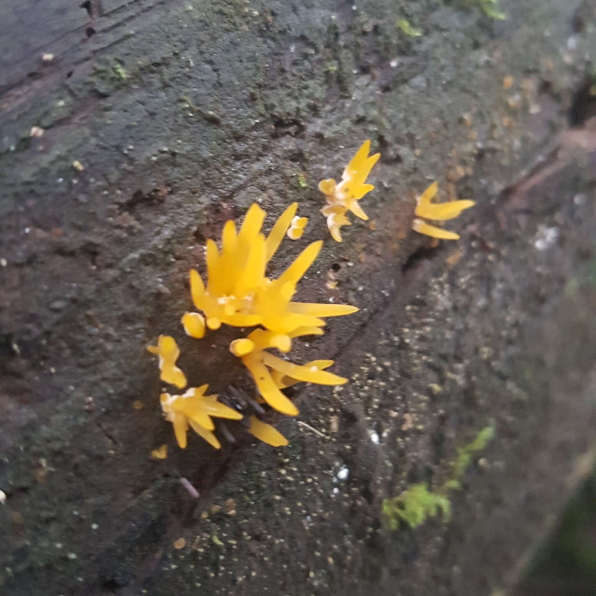 Image of Calocera cornea (Batsch) Fr. 1827