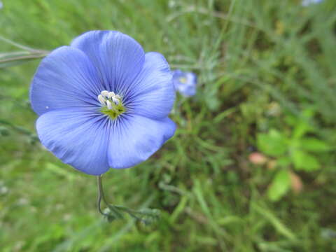 Image of Asian flax