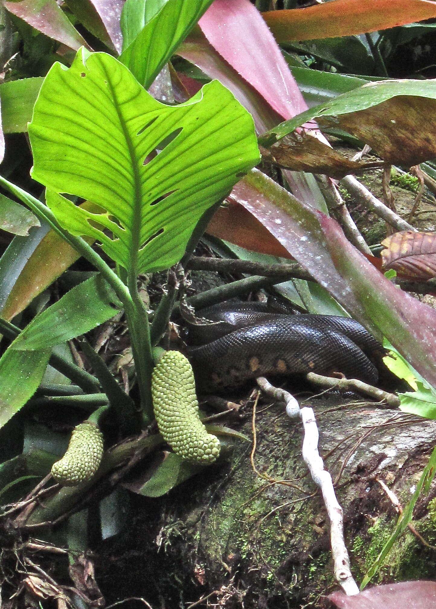 Image of Green anaconda