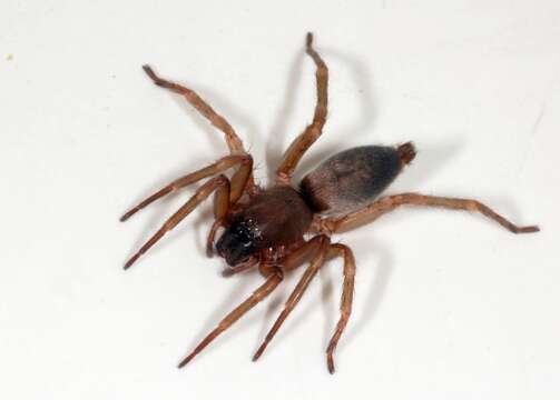 Image of sac spiders