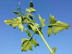 Imagem de Sisymbrium officinale (L.) Scop.