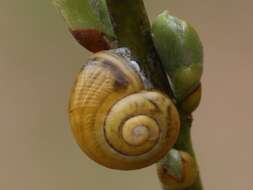 Image of brush snail