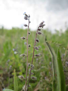 Image of Early Forget-me-not