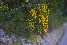 Image of common tansy