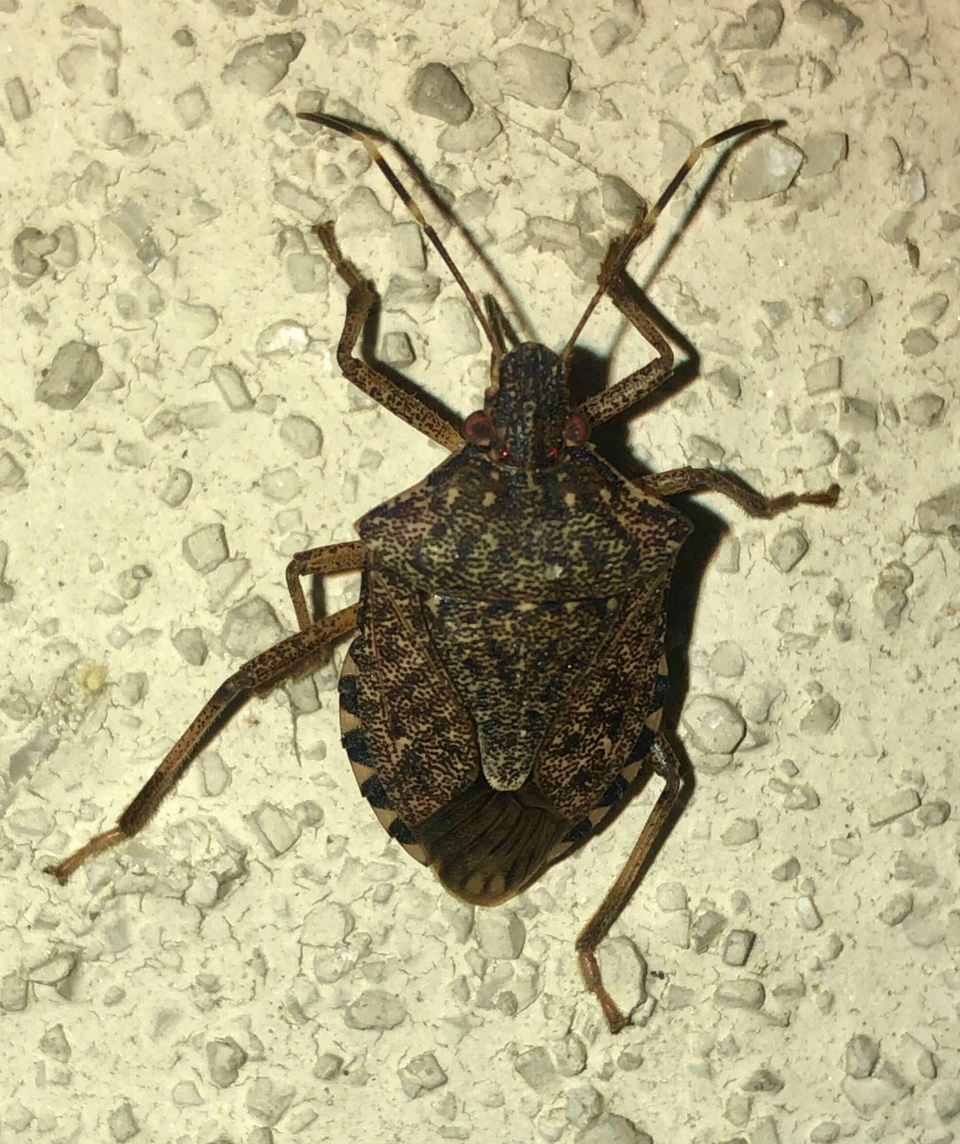 Image of Brown marmorated stink bug