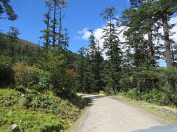 Image of Bhutan Fir