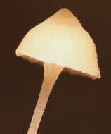 Image of Rickenella fibula (Bull.) Raithelh. 1973