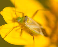 Image of fewleaf sunflower