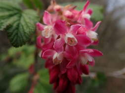 Image de Groseillier à fleurs