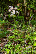 Image of corymbflower tansy