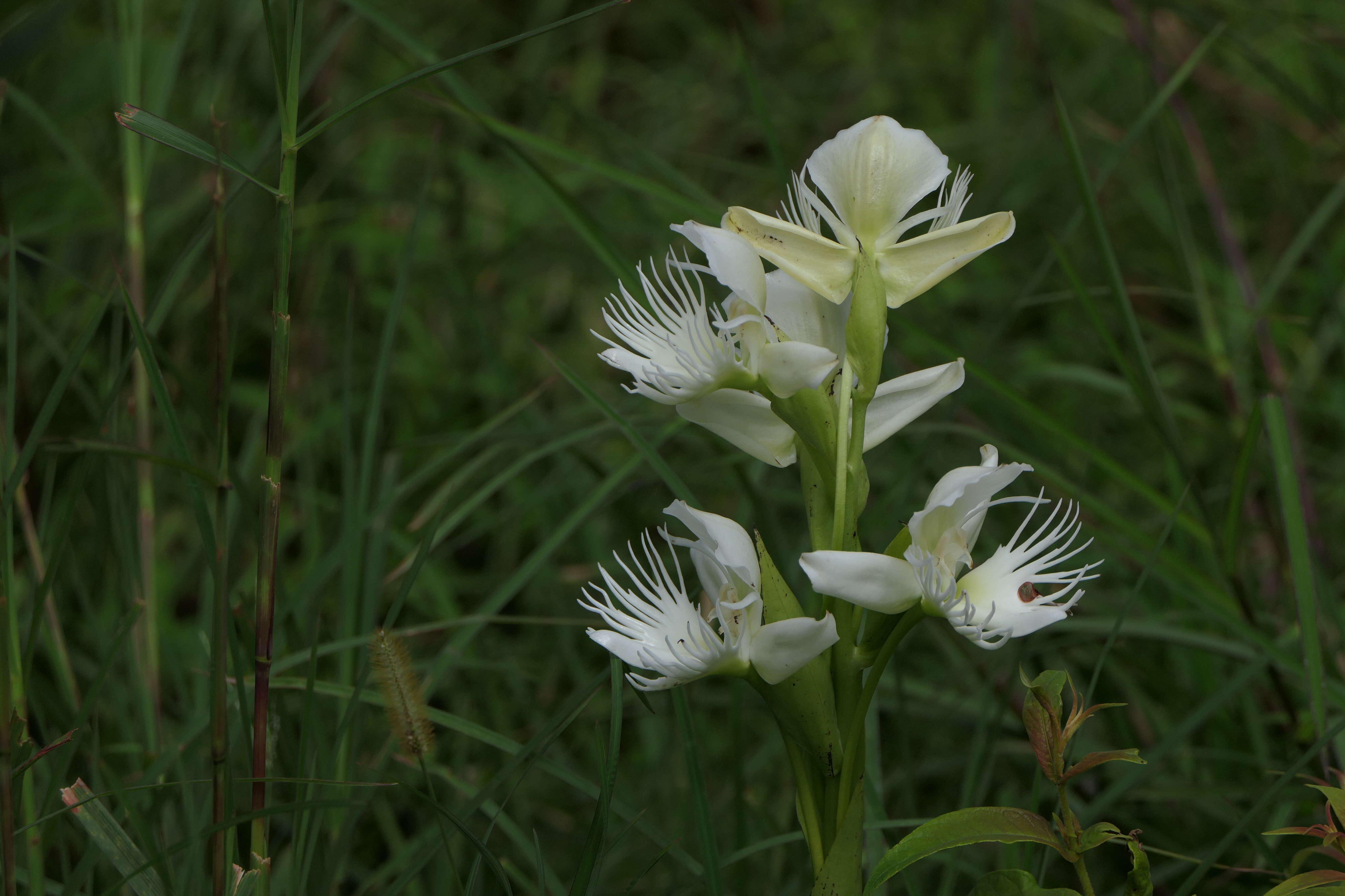 Слика од Pecteilis gigantea (Sm.) Raf.