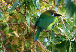 Image of Blue-throated Toucanet