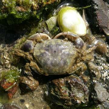 Image of Hemigrapsus