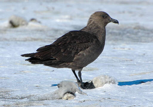 Image of South Polar Skua