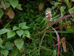 Image of Satyrium nepalense D. Don