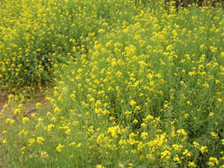 Image of Brassica rapa subsp. oleifera