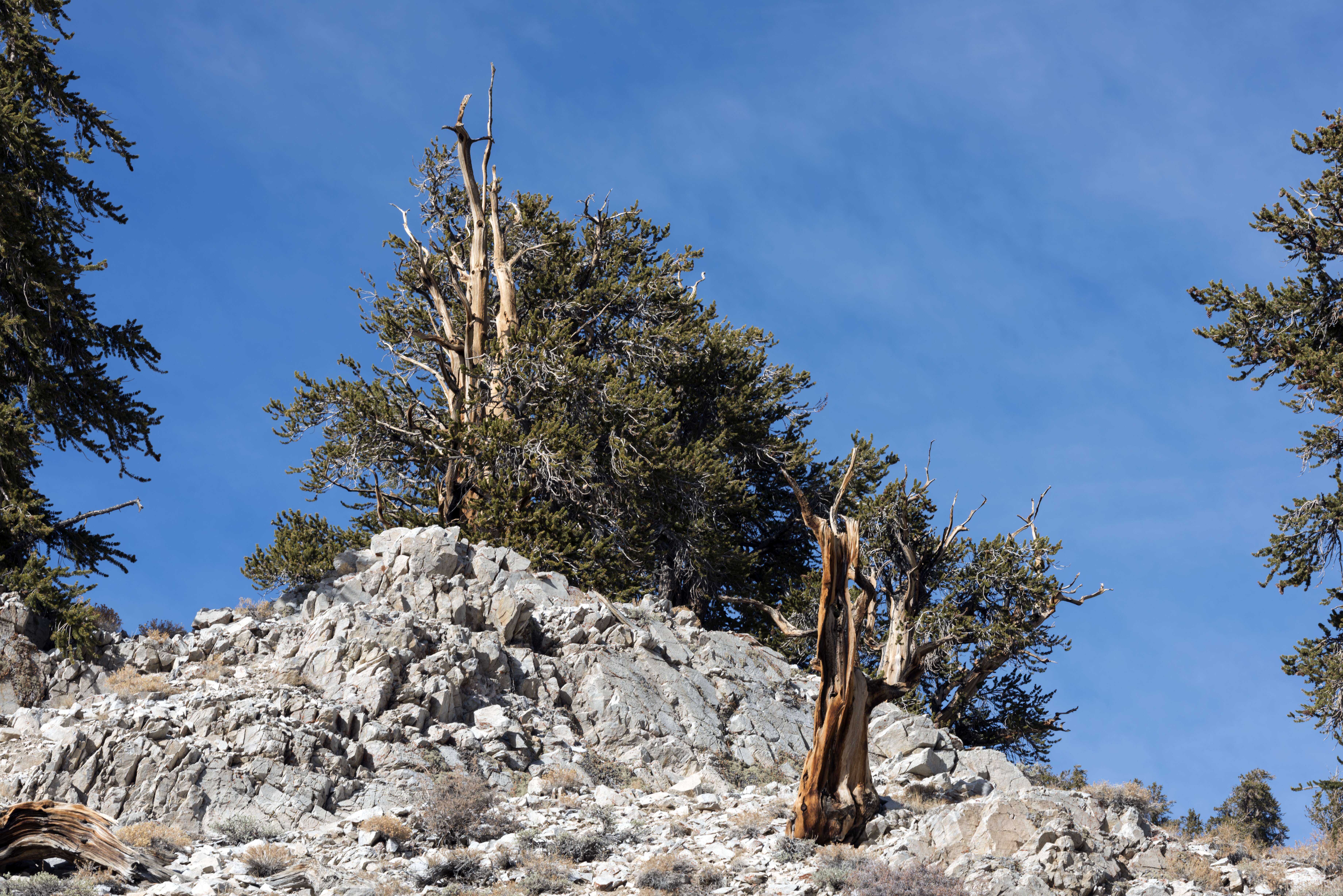 Image of Great Basin bristlecone pine