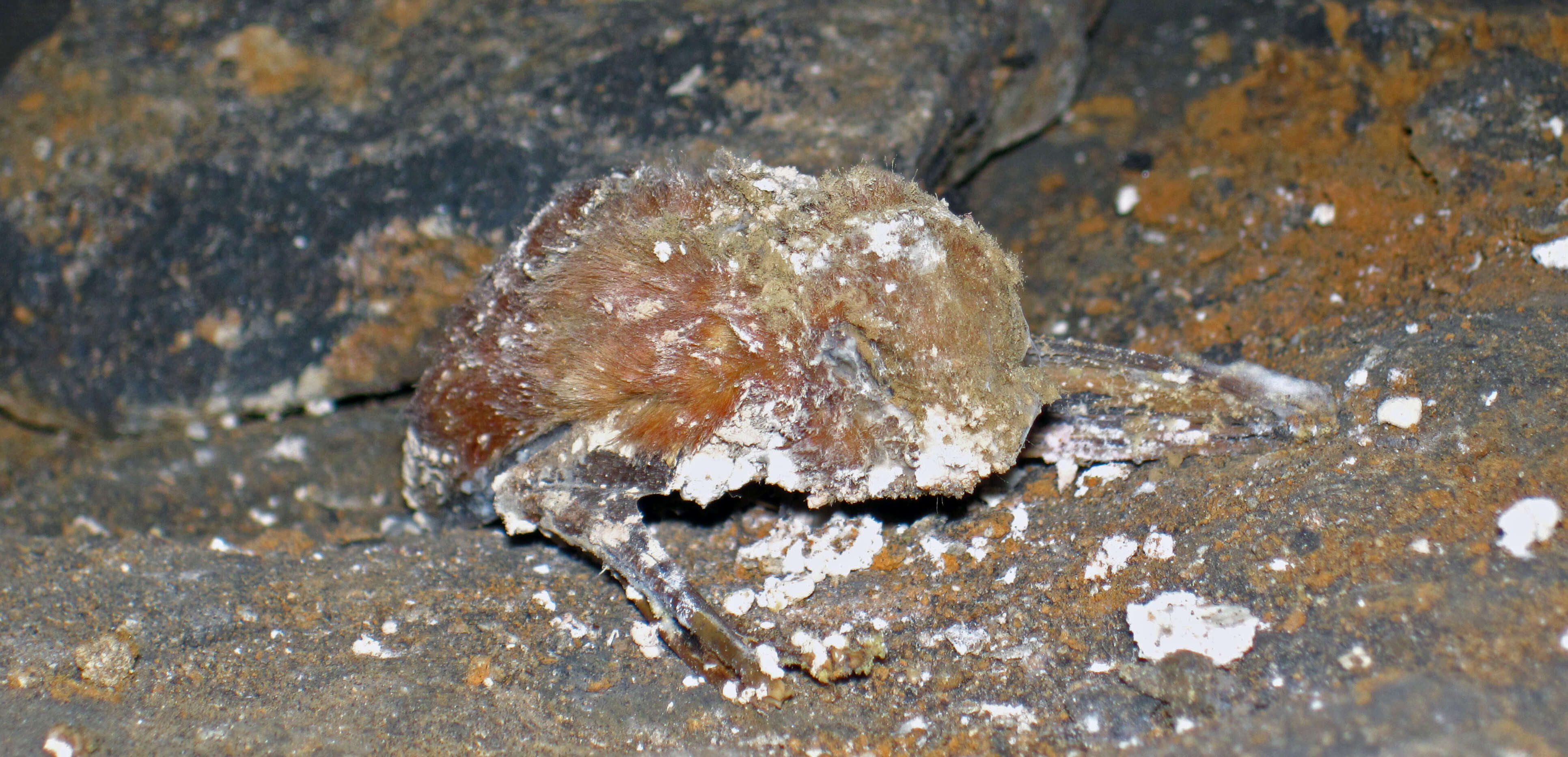 Image of Eastern Red Bat