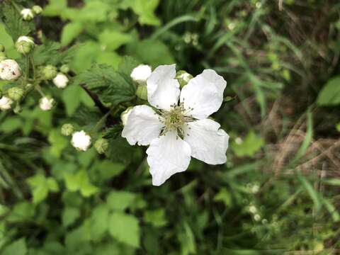 Imagem de Rubus allegheniensis Porter