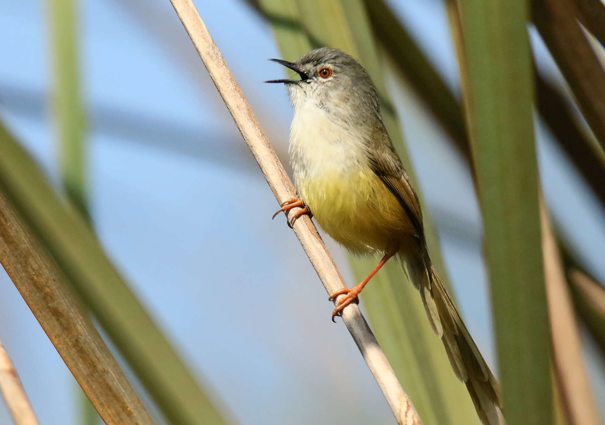 Prinia flaviventris (Delessert 1840) resmi