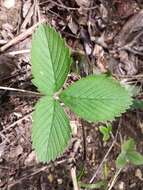 Image of Hautbois Strawberry