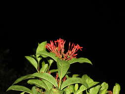 Image of ixora