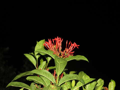 Image of ixora