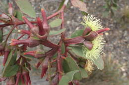 Image of Eucalyptus platypus Hook.