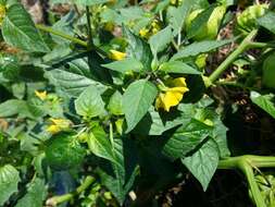 Physalis philadelphica Lam. resmi