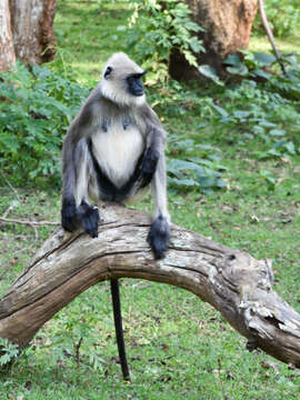 Image of Semnopithecus hypoleucos