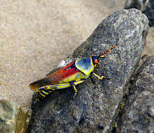 Plancia ëd Zonocerus elegans (Thunberg 1815)