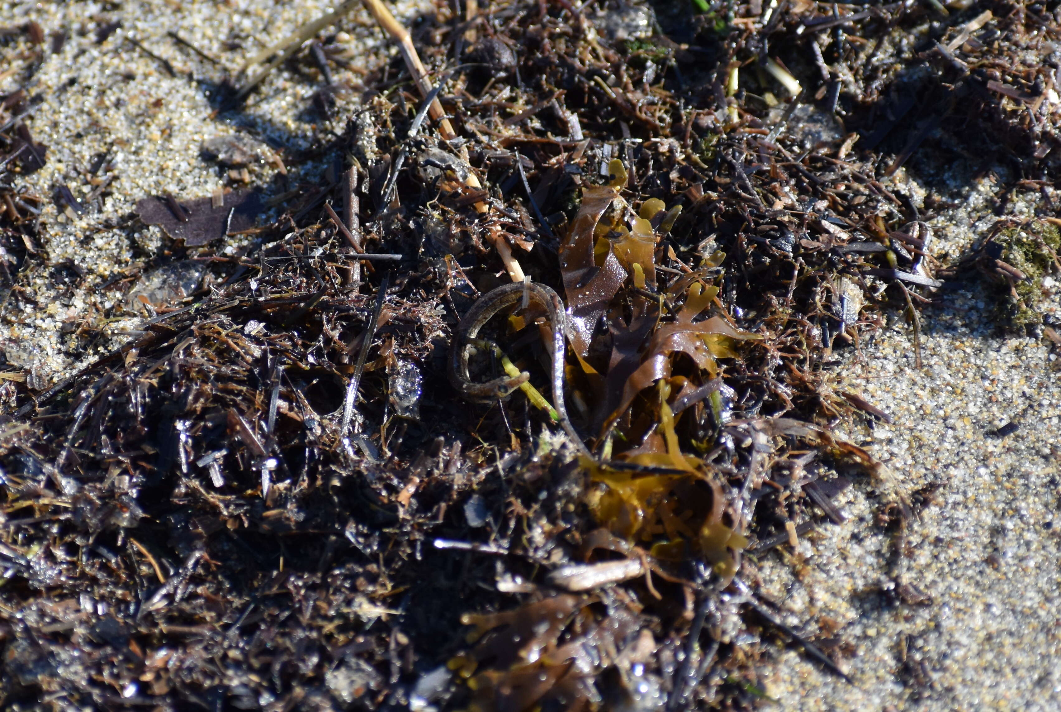 Image of Common Pipefish