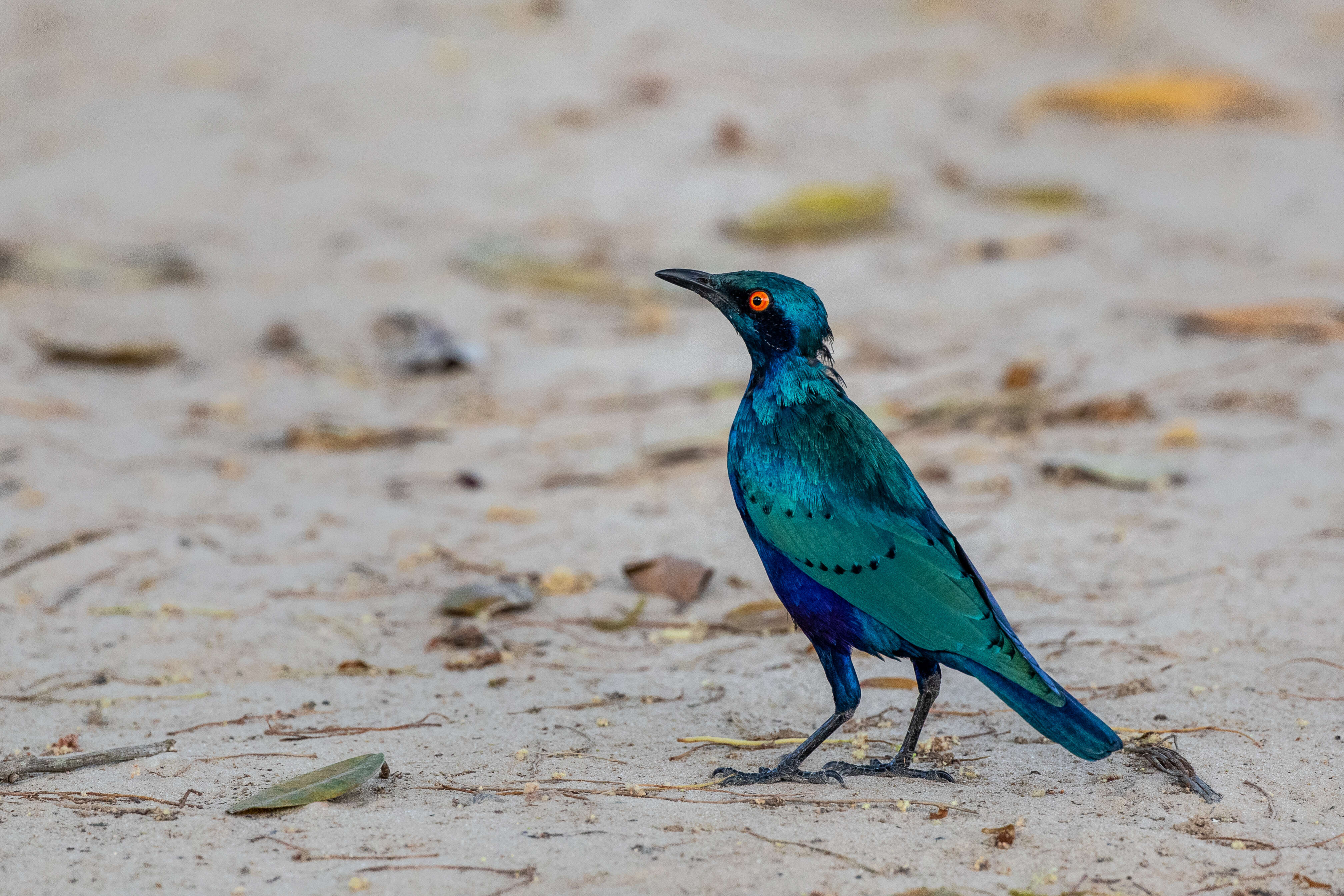 Image of Lesser Blue-eared Glossy-Starling