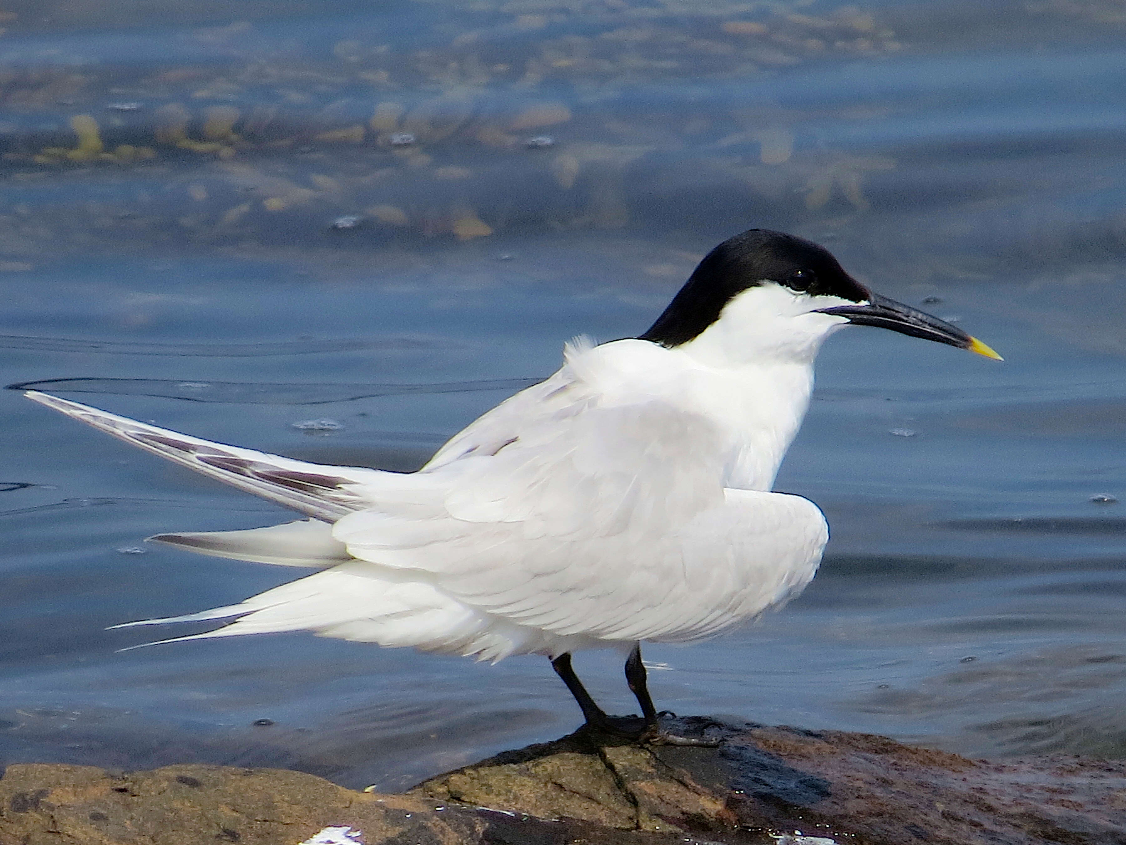 Image of Sandwich Tern