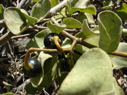 Image de Solanum nelsonii Dun.