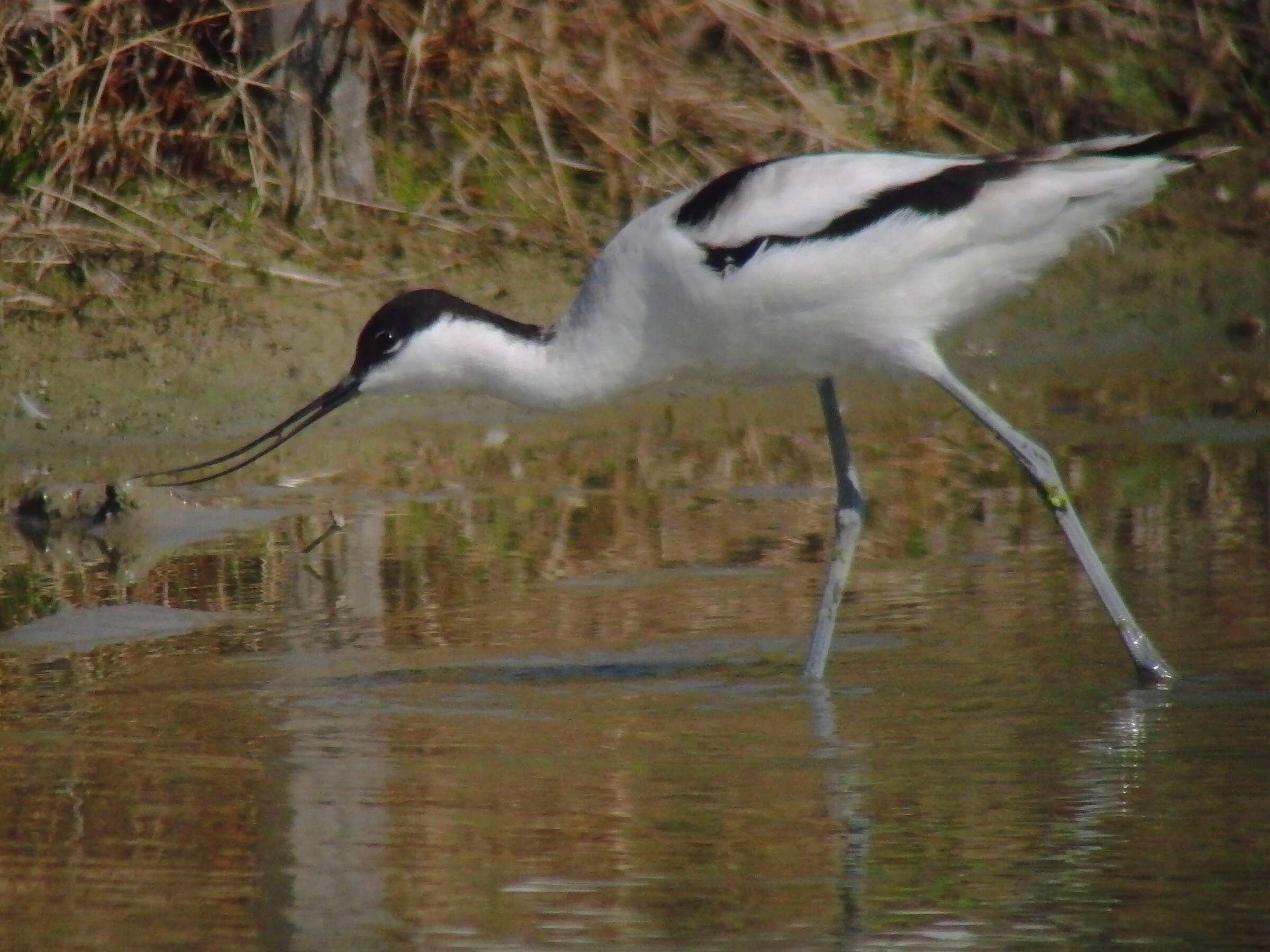 Image of avocet, pied avocet