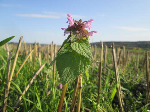 Image of purple archangel