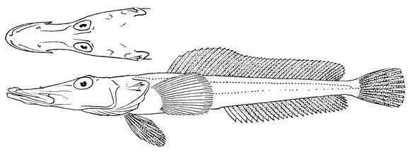 صورة Parachaenichthys