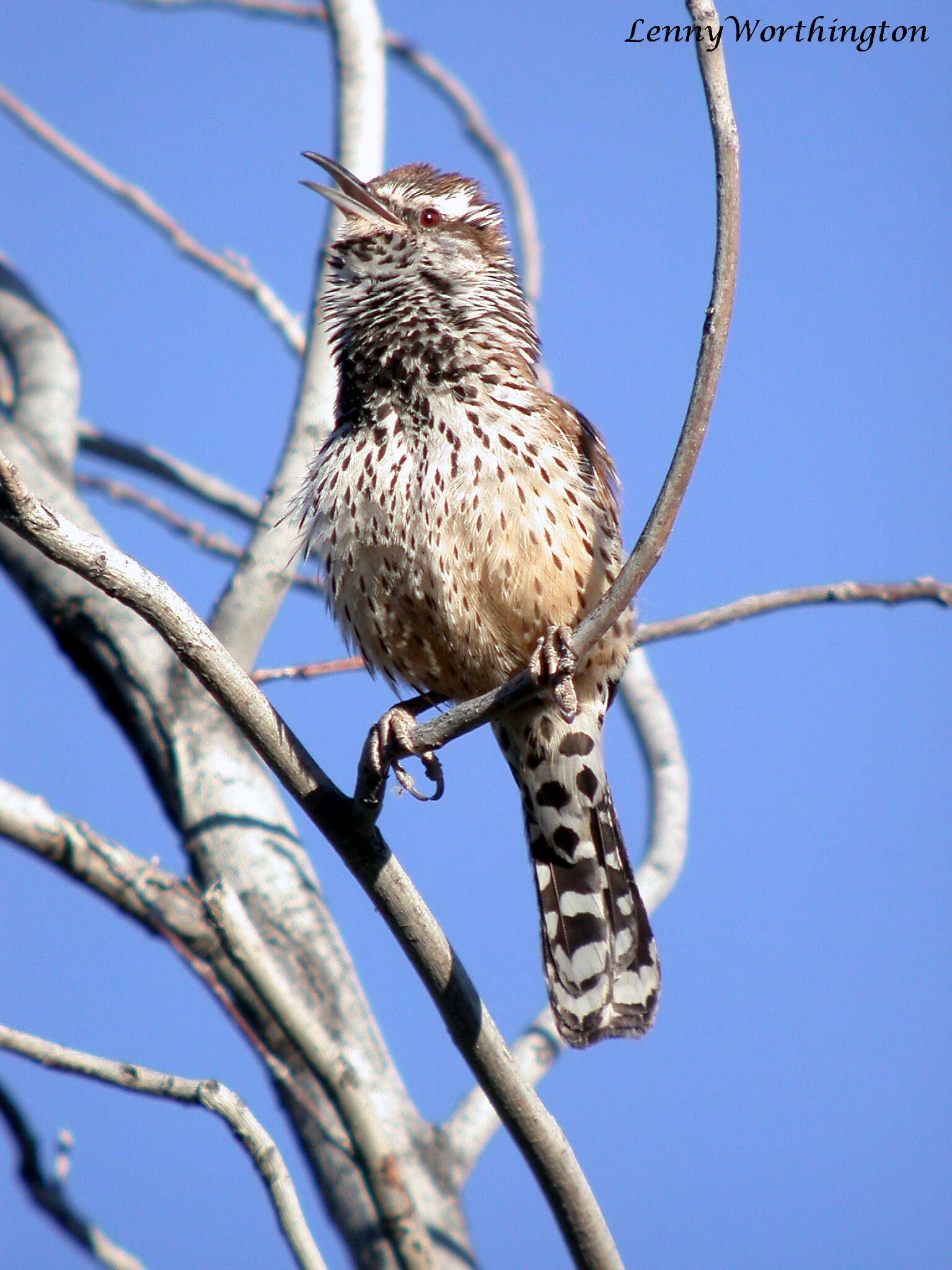 Image of Cactus Wren