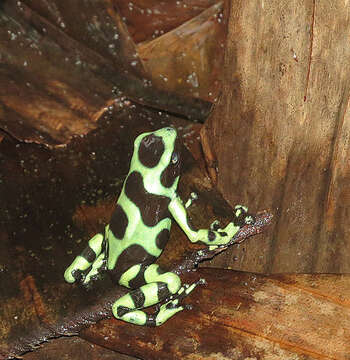 Image of Gold Arrow-poison Frog