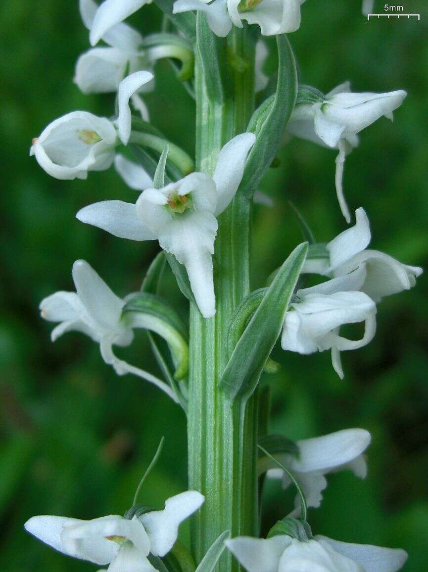 Image of Tall white bog orchid