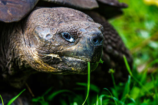 Image of Galapagos giant tortoise